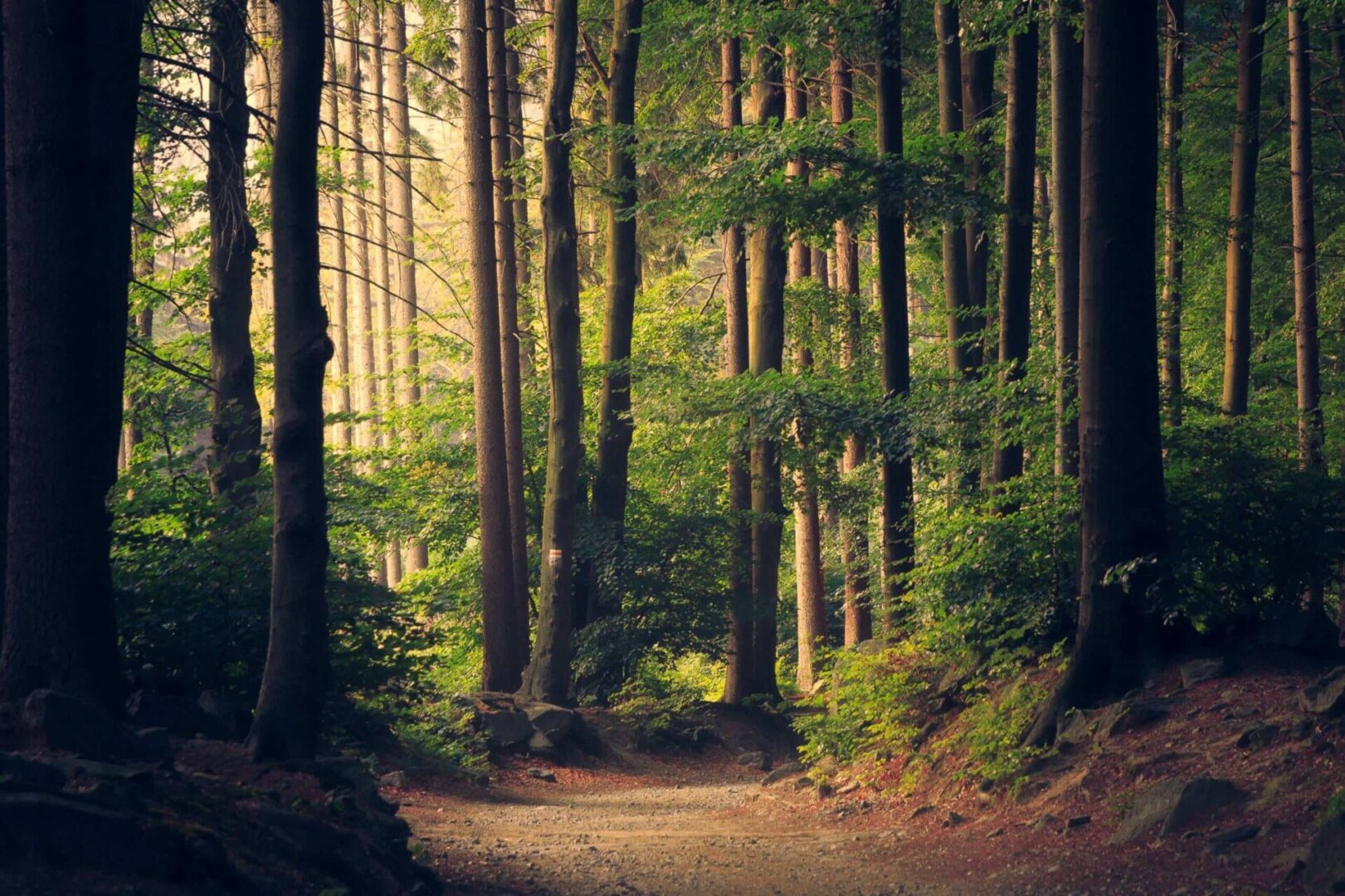 A trail in the woods with trees and bushes.