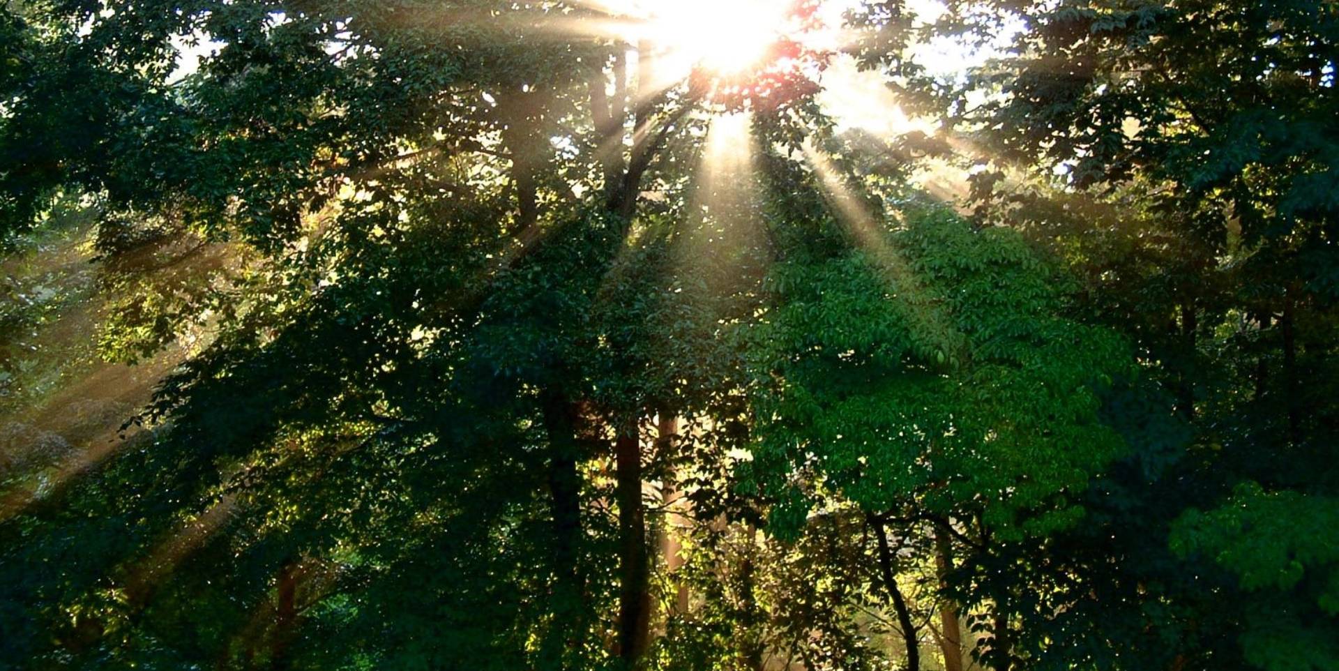 A sun shining through the trees in a forest.