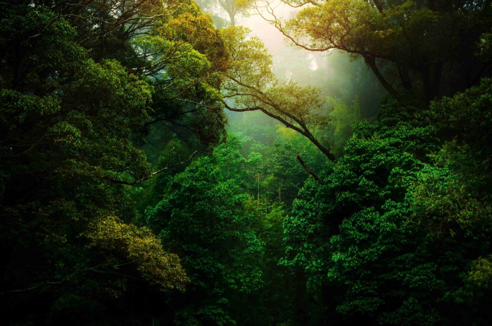 A forest with trees and sunlight shining through.