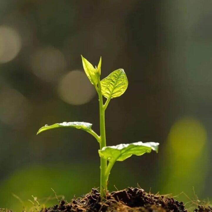 A plant growing in the middle of a dirt field.